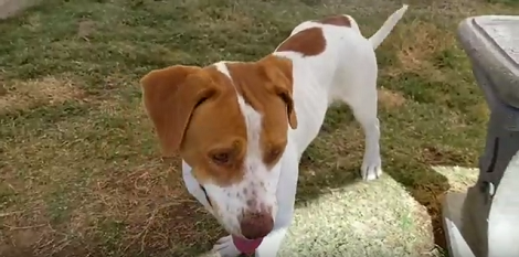 This Adorable Pup Is Looking For A Forever Loving Home. Can You Help Him?