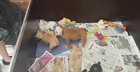 Adorable English Bulldog Has A Play Date Today With Other Puppies! Watch The Fun!