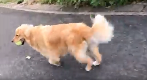 This Pup Has A Brilliant Plan To Make His Friends Follow Him Home!