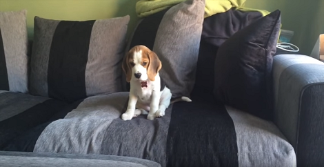 This Is What Pups Do At Home And It's Going To Melt Your Heart!