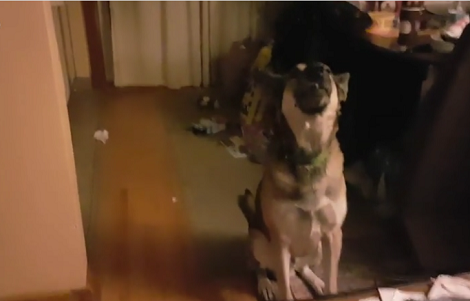 This Adorable Pup Loves To Sing Along With The Opera Singer!