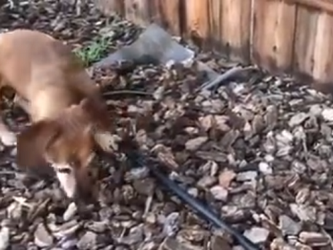 This Adorable Pup Has Found A New Friend And You Will Be Surprised!