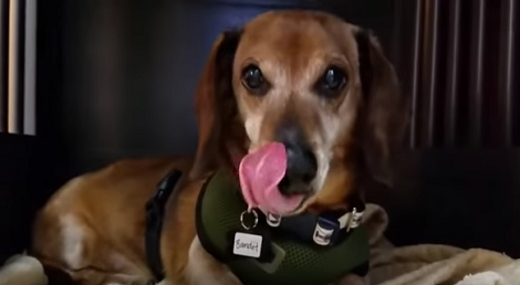 This Adorable Pup Is Up For Adoption. Let's Help Him Find A Loving Home!