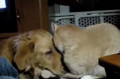 Adorable Golden Retriever Shows The World What Unconditional Love Means!