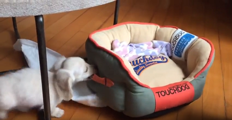 This Pup Is Only 3 Months Old, But The Energy He Has Will Make You Tired!