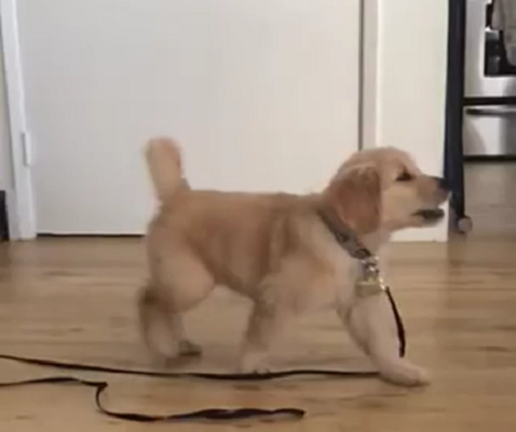 Adorable Golden Retriever Is So Happy She Can't Contain Herself Anymore! Take A Look!