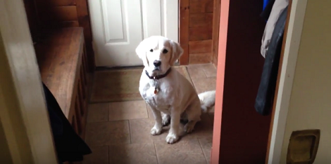 This Pup Is Playing Hide-N-Seek With Her Dad And Her 'Seeking' Skills Are Impeccable!