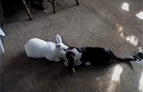 They Walked In On Their Beagle And Rabbit Doing The Unthinkable! OMG!