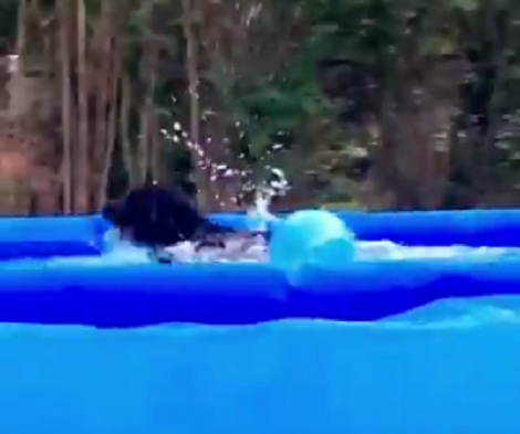 This Pup Loves Swimming So Much He Doesn't Mind Spending Hours In The Pool!