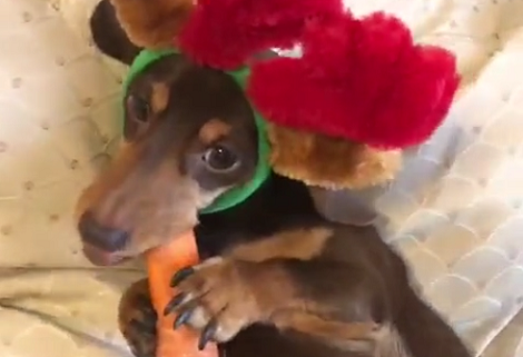 Watch How This Adorable Pup Crunches A Carrot Like A Boss!