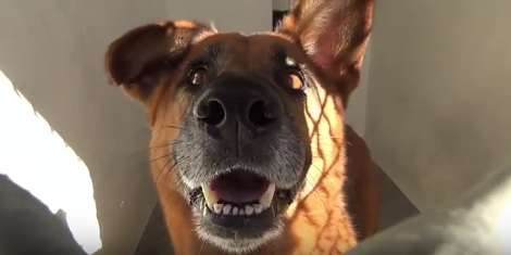 This Adorable Pup Is Up For Adoption. Let's Help Him Find His Loving Home!