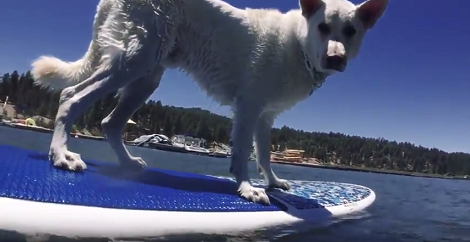 How This Pup Paddleboards Is Going To Blow Your Mind!
