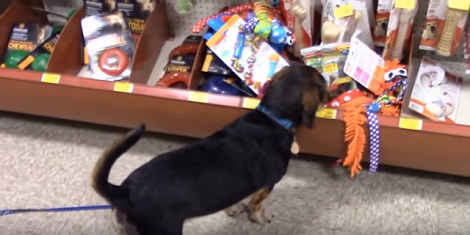 This Adorable Pup's PetSmart Visit Was A Big Hit!