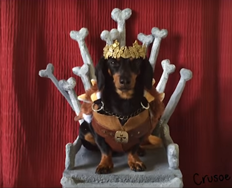 Adorable Dachshund Pup's "Game Of Bones" Remake Is Just Hilarious!