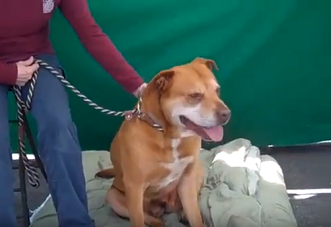 This Adorable Pup Is Up For Adoption, Can You Help Her Find A Loving Home?