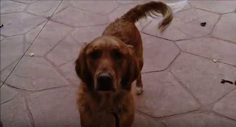 This Adorable Pup Is So Excited To Play Fetch You're Definitely Going To Smile!