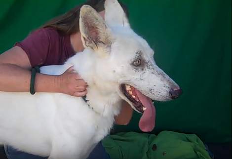 This Adorable Pup Needs A Loving Home, Can You Help Him?