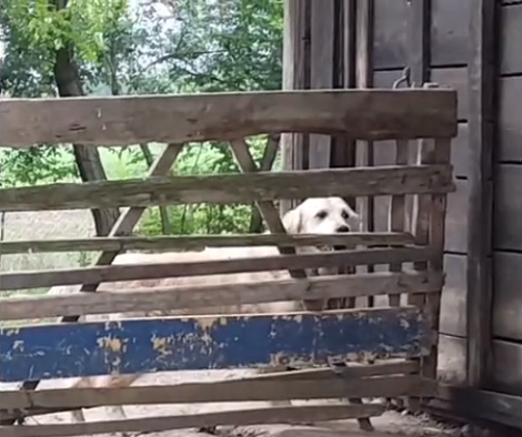 This Talented Pup Can Open Any And Every Door! Check This Out!