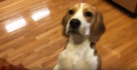 Wait Till You See What This Pup Enjoys Playing With You'll Laugh!