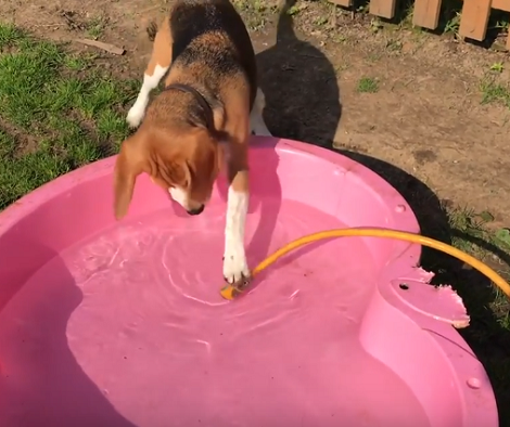 This Adorable Pup Was Supposed To Enjoy A Cooling Wade, But Something Else Happened!