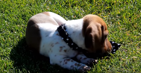 Mommy Wanted Her Pup To Wear A Tie At The Park, But See How Things Turned Out!
