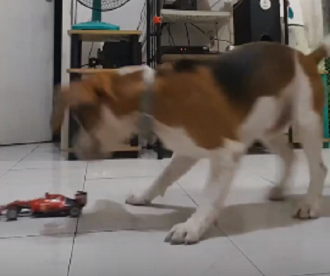 Adorable Pup Gets A Brand New Toy, But He Doesn't Seem To Understand It Just Yet!
