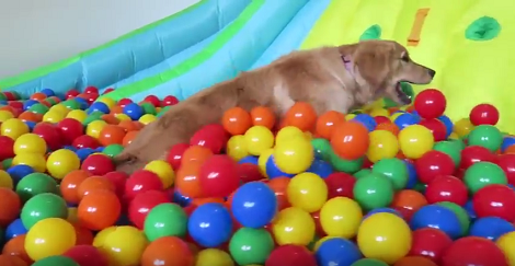 This Pup Received The Most Special Gift And Her Expression Is Priceless!