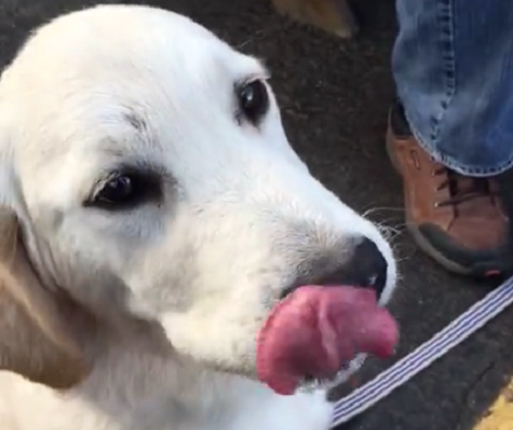 When You See Why This Golden Retriever Is Sticking His Tongue Out? Awww!