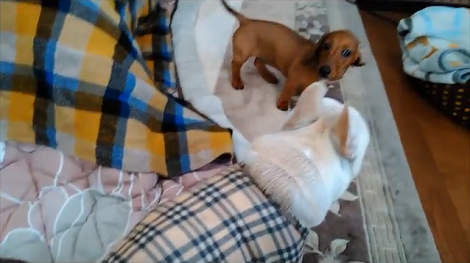 These Pups Prove That Life Is Better With Friends And We Couldn't Agree More!