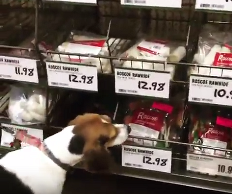 When It's Time To Go Shopping, This Pup Knows Exactly What To Get!