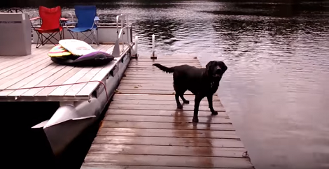 When You See What This Pup Is About To Do Right Now? Incredibly Amazing!