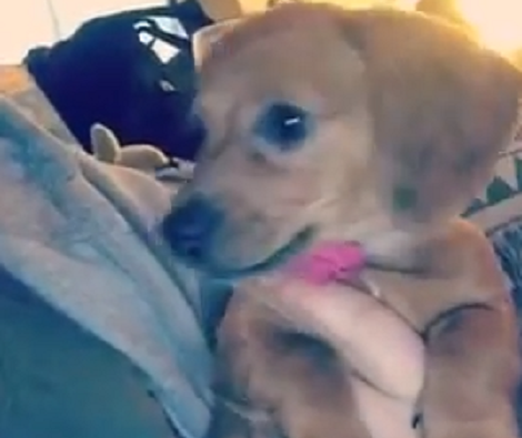 This Adorable Puppy Just Found Her Voice And It's The Sweetest Thing You'll Hear Today!