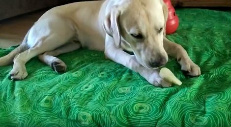 Adorable Pup Has The Time Of His Life Eating The Treat He Loves Most!
