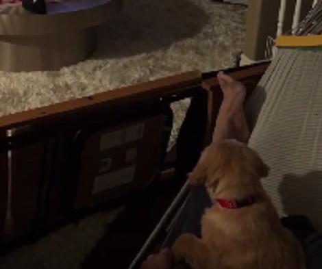 This Adorable Pup Has Shown Interest In Watching The TV For The First Time!