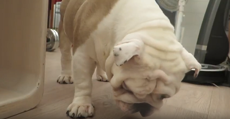Here's A Preview Of What It's Like To Be A Pup! Trust Me, It's Action-Packed!