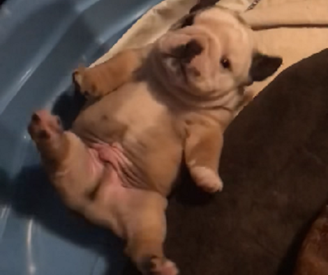 Tiny Adorable Pup Has Fallen And Now It's Impossible For Him To Get Up!