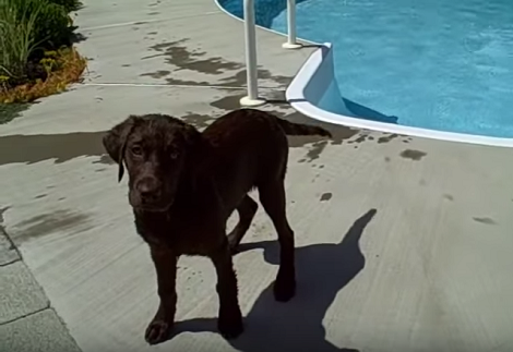 This Adorable Pup Is About To Figure Out The Swimming Pool! Check This ...
