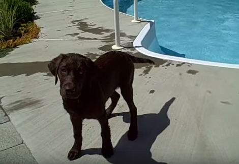 This Adorable Pup Is About To Figure Out The Swimming Pool! Check This Out!