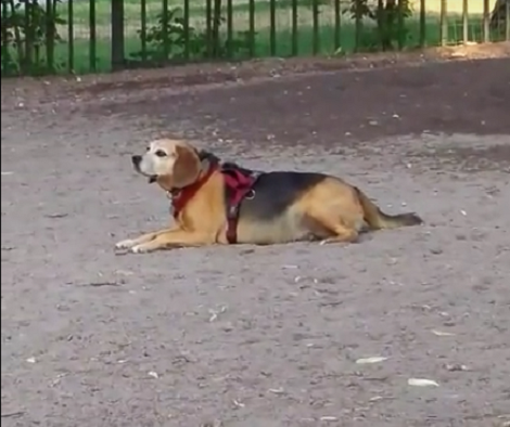 Senior Beagle Pup Is Out Enjoying Mother Nature... Then Suddenly She Does THIS! Aww!