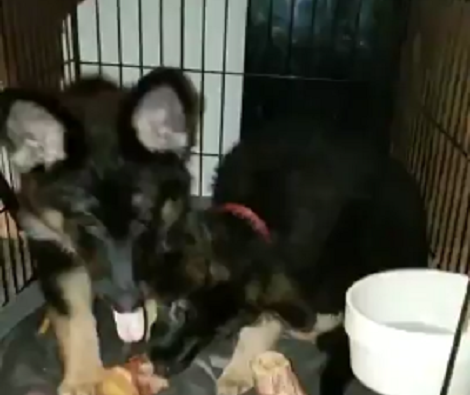 Adorable Pup Tries Peanut Butter For the First Time And The Reaction Is Classic!