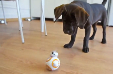 This Adorable Pup Has Her Own BB-8 And Boy She's Confused!