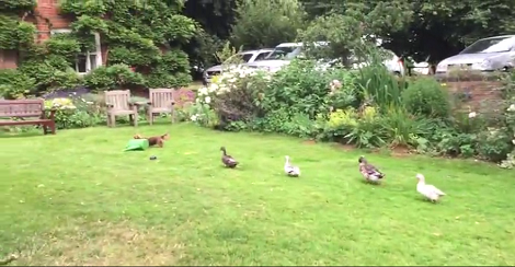 These Ducks Were Busy Minding Their Grass When Suddenly The Most Hilarious Thing Happened!