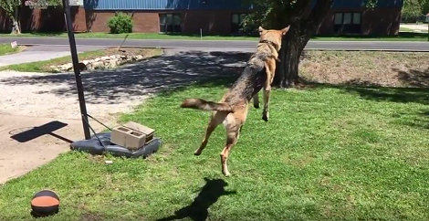 On A Warm Sunny Morning, This Pup Decided He Was Going To Chew Water!