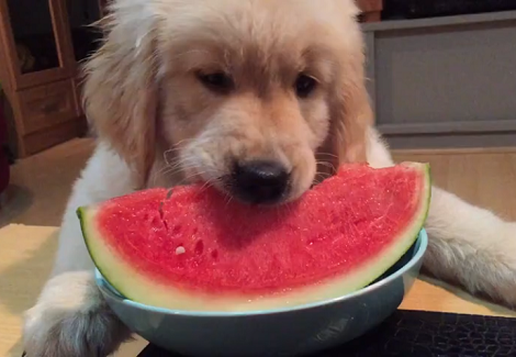 Watch How This Adorable Pup Devours A Slice Of Watermelon!
