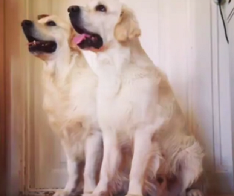 This Adorable Pup Has An Important Lesson To Share With The World! Check This Out!