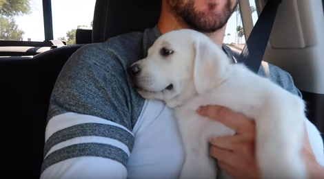 This Pup Is Going To Get Some Swimming Lessons, But How She Drives There Is Priceless!