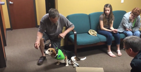 Adorable Beagle Pup Gets A Second Chance At Happiness And I Can't Hold Back Tears!