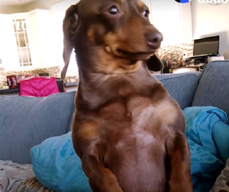 This Adorable Pup Knows Exactly How to Grab Attention... And It's Hilarious!