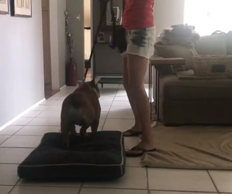 Watch How This Adorable Pup Is Introduced To His New Bed!