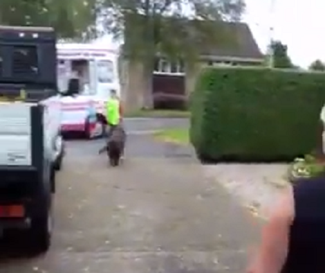 The Moment This Pup Sees The Ice Cream Truck, He Runs To Get His Treat!
